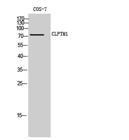 CLPTM1 rabbit pAb