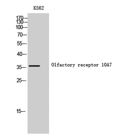 Olfactory receptor 10A7 rabbit pAb - image 1