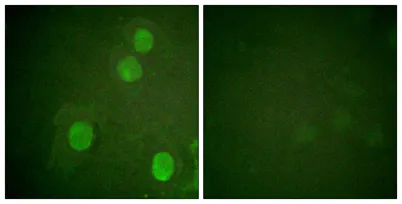 Histone H4 (phospho Ser47) rabbit pAb - image 1