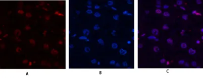 Histone H4 rabbit pAb - image 1
