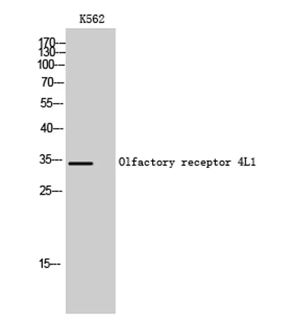 Olfactory receptor 4L1 rabbit pAb
