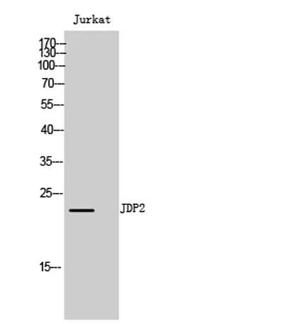 JDP2 rabbit pAb - image 1