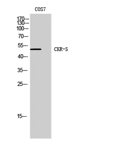 CKR-5 rabbit pAb - image 1