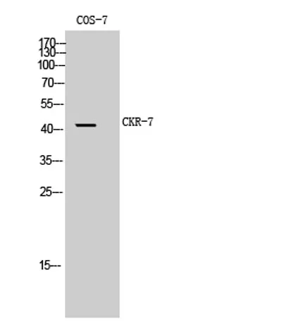 CKR-7 rabbit pAb - image 1