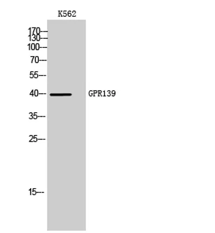 GPR139 rabbit pAb - image 1