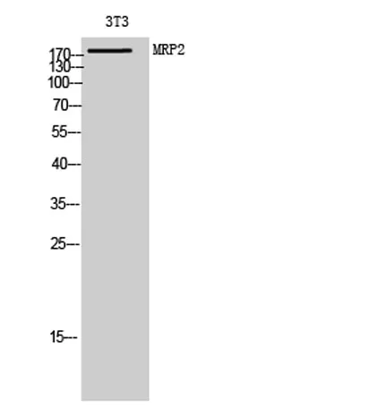 MRP2 rabbit pAb