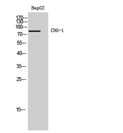 CNG-1 rabbit pAb - image 1