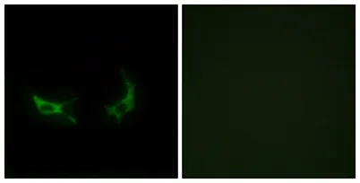 Olfactory receptor 2M3 rabbit pAb
