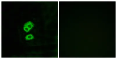 Olfactory receptor 2T10 rabbit pAb