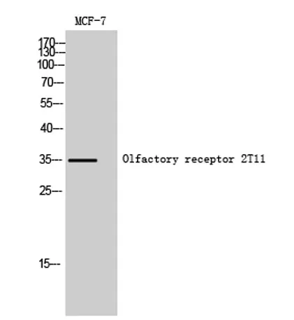 Olfactory receptor 2T11 rabbit pAb