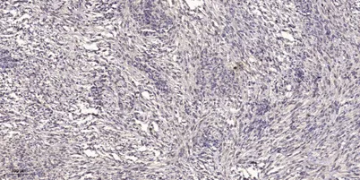 Podocan rabbit pAb - image 1