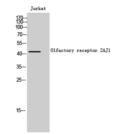 Olfactory receptor 2AJ1 rabbit pAb