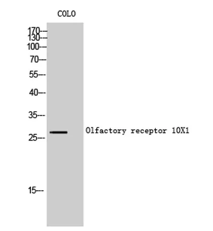 Olfactory receptor 10X1 rabbit pAb - image 1