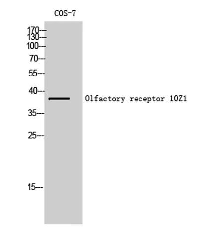 Olfactory receptor 10Z1 rabbit pAb