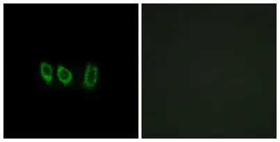 Cystatin L1 rabbit pAb - image 1