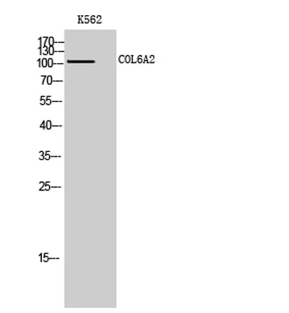 COL6A2 rabbit pAb - image 1