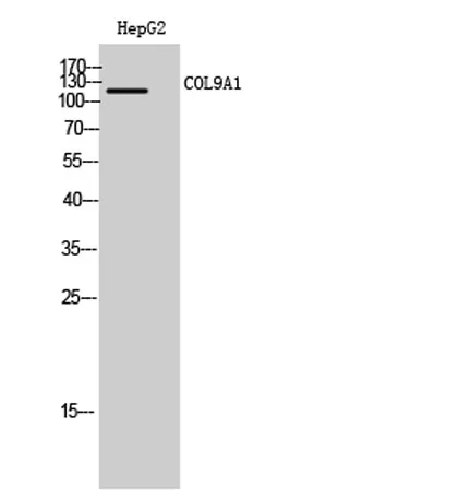 COL9A1 rabbit pAb - image 1