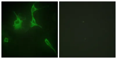 COL9A3 rabbit pAb - image 1