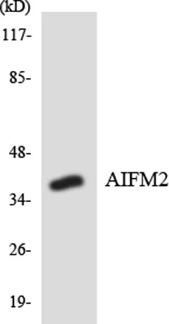 COL17A1 rabbit pAb - image 1