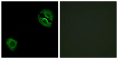 COL19A1 rabbit pAb - image 1
