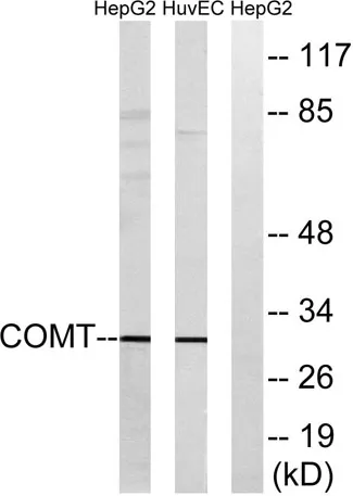 COMT rabbit pAb - image 1