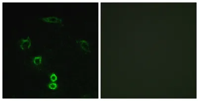 Glycerate Kinase rabbit pAb - image 1