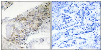 COX5b rabbit pAb - image 1