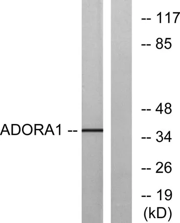 Adenosine A1-R rabbit pAb - image 1