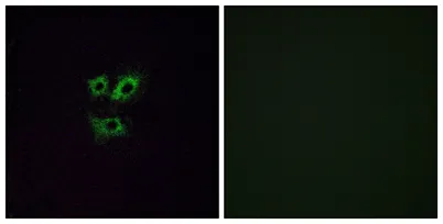 Olfactory receptor 2Y1 rabbit pAb