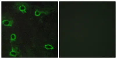Adenosine A2A-R rabbit pAb - image 1