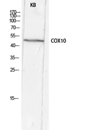 COX10 rabbit pAb - image 1
