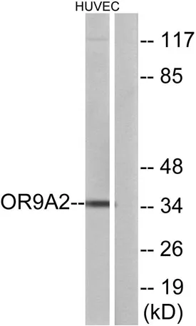 Olfactory receptor 9A2 rabbit pAb - image 1