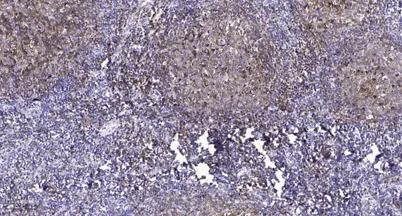 Claudin-4 (phospho Tyr208) rabbit pAb - image 1