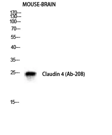Claudin-4 rabbit pAb - image 1