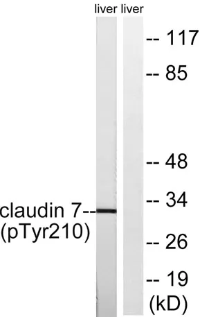 Claudin-7 (phospho Tyr210) rabbit pAb - image 1