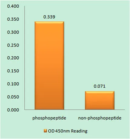 CREB-1 (phospho Ser129) rabbit pAb