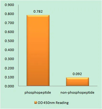 CREB-1 (phospho Thr100) rabbit pAb - image 1