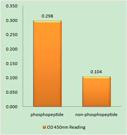 ATF-2 (phospho Ser472) rabbit pAb - image 1