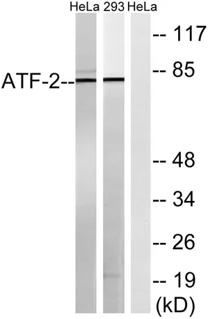ATF-2 rabbit pAb - image 1