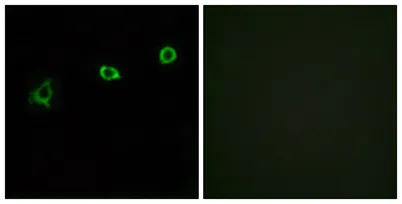 Olfactory receptor 1N1 rabbit pAb