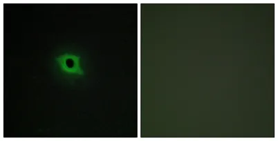 DGK-κ rabbit pAb - image 1
