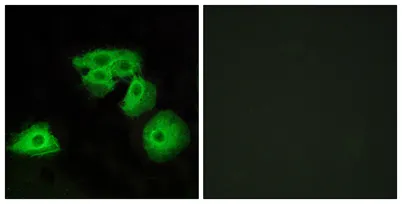 Adenosine A3-R rabbit pAb - image 1
