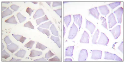 Crystallin-αB (phospho Ser19) rabbit pAb - image 1