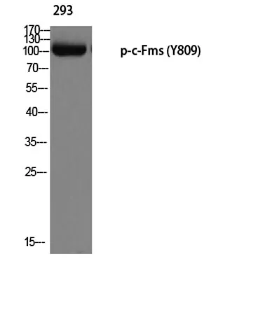 c-Fms (phospho Tyr809) rabbit pAb - image 1