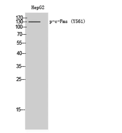 c-Fms (phospho Tyr561) rabbit pAb - image 1
