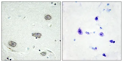 c-Fms (phospho Tyr809) rabbit pAb - image 1