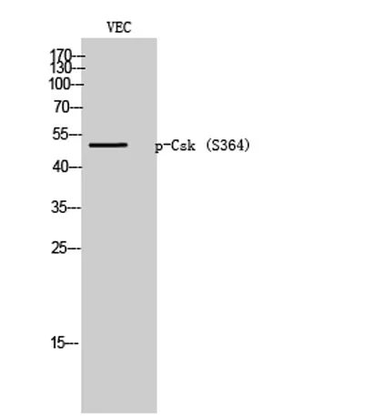 Csk (phospho Ser364) rabbit pAb - image 1