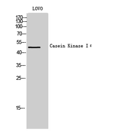 Casein Kinase Iε rabbit pAb - image 1