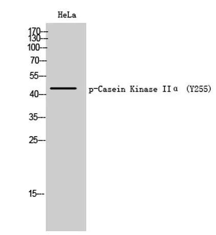 Casein Kinase IIα (phospho Tyr255) rabbit pAb - image 1