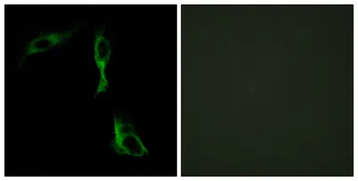 AR-α1D rabbit pAb - image 1